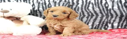 Mini Goldendoodle dogs for sale: Buttercup - Ad 5
