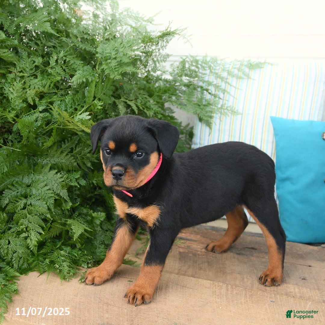 Rottweiler dogs for sale: Ava  - Ad 4