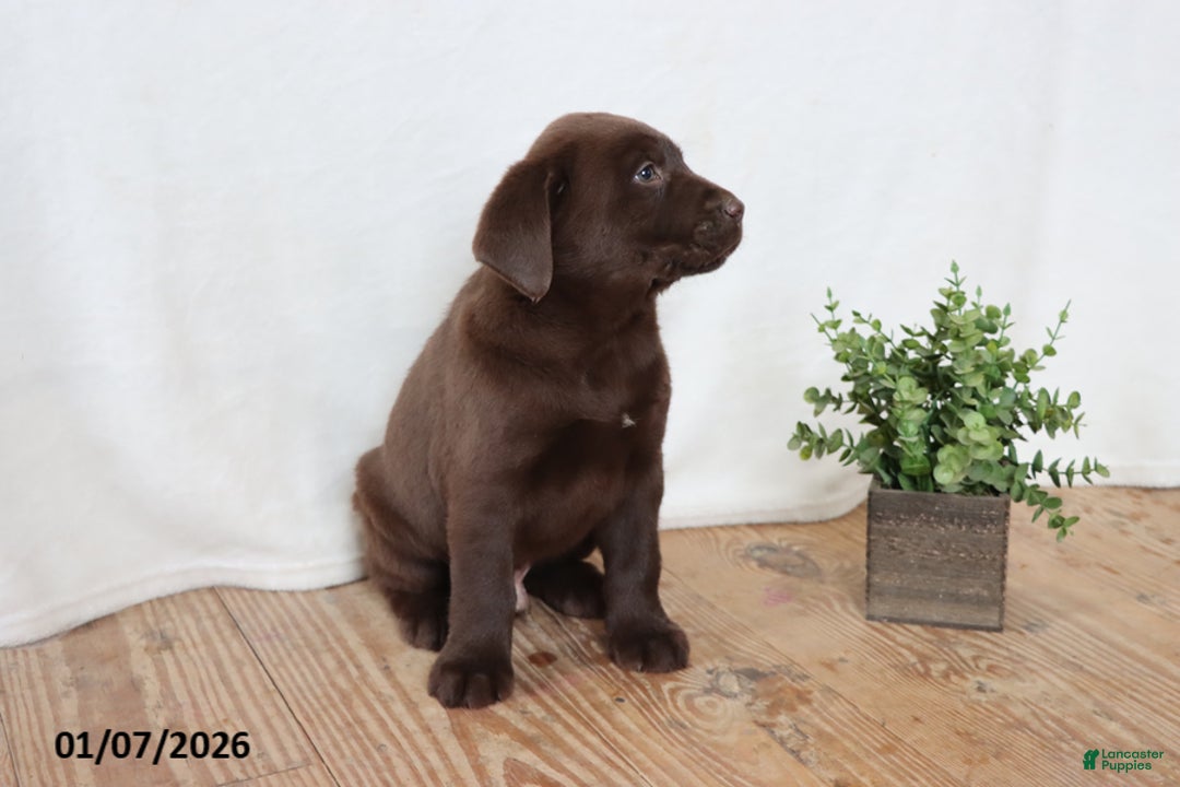 Labrador Retriever dogs for sale: Fudge - Ad 2