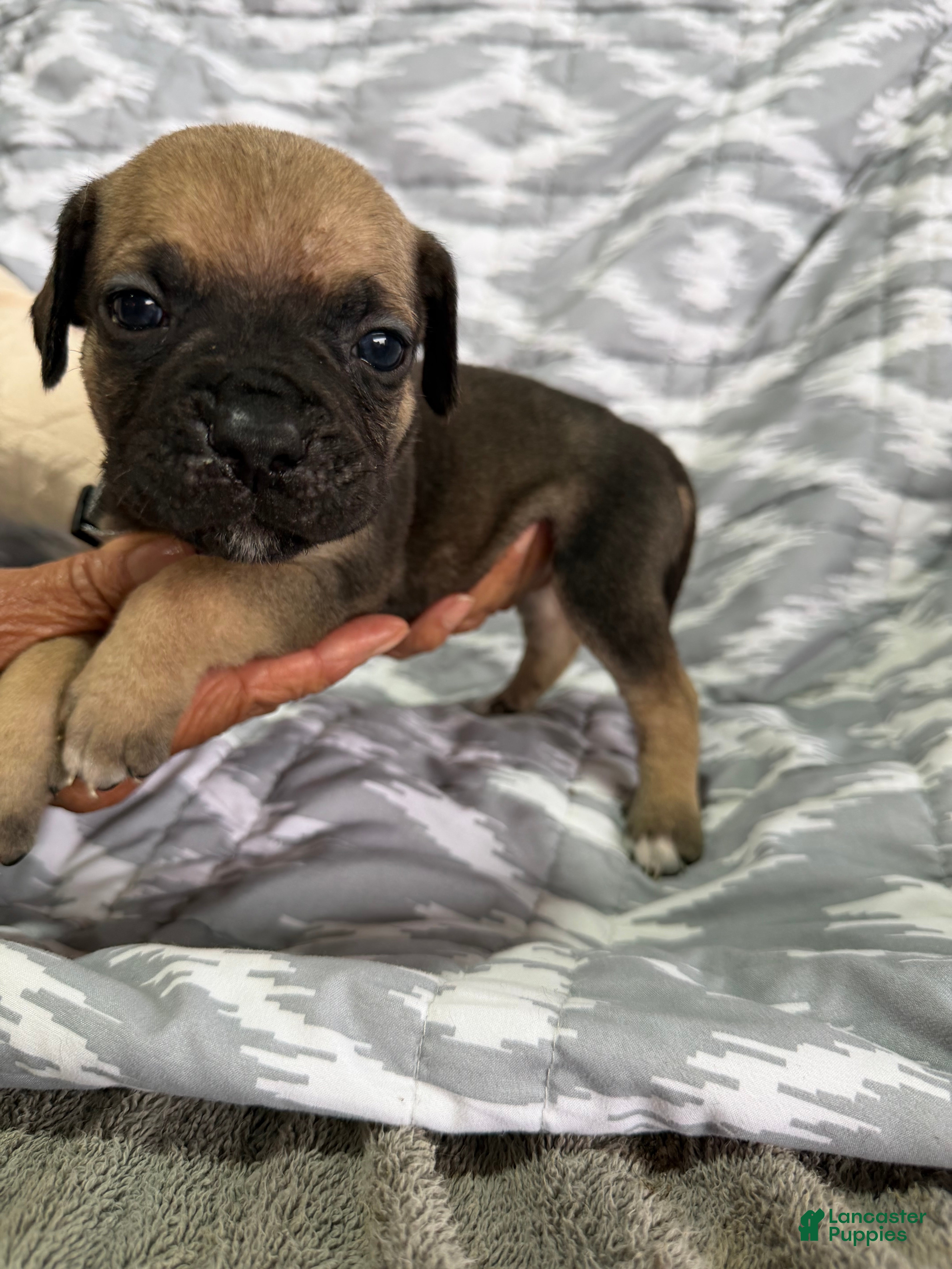 Cane Corso dogs Bentley  - Ad 2