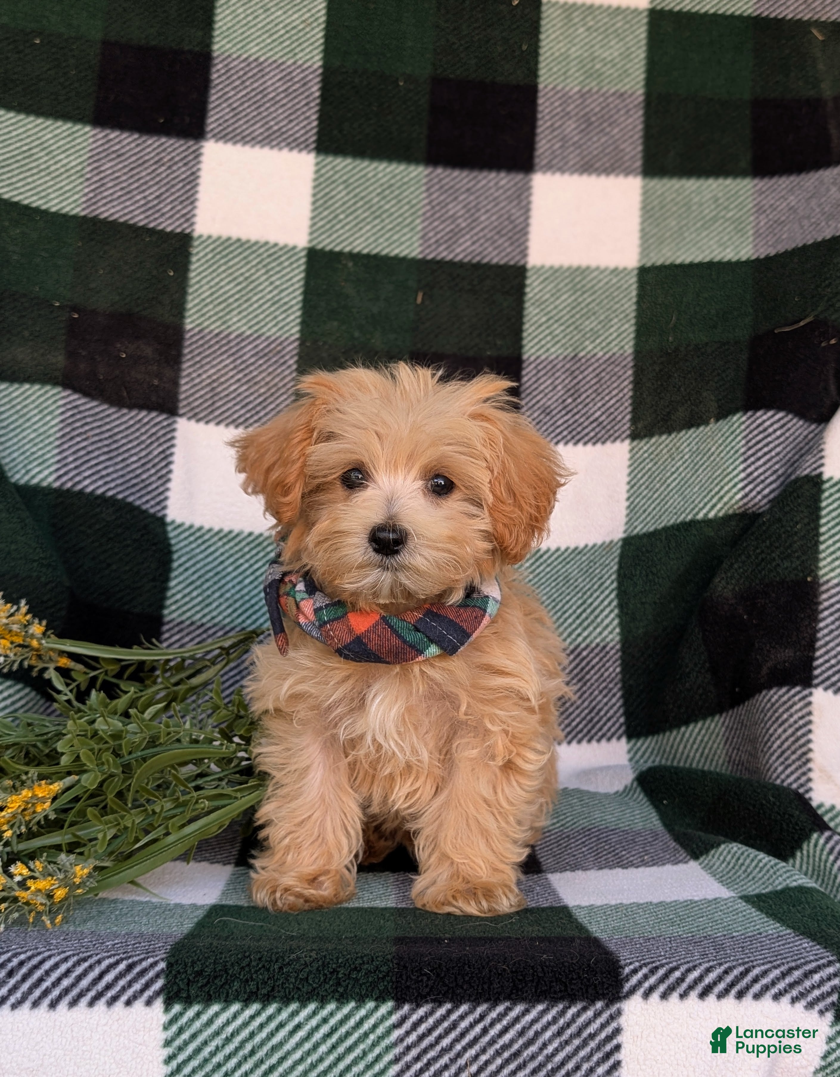 Maltipoo dogs Clifton 8 lbs Full Grown - Ad 2
