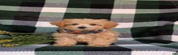 Maltipoo dogs for sale: Clifton 8 lbs Full Grown - Ad 2