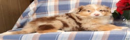 Australian Shepherd dogs for sale: Skipper - Ad 3