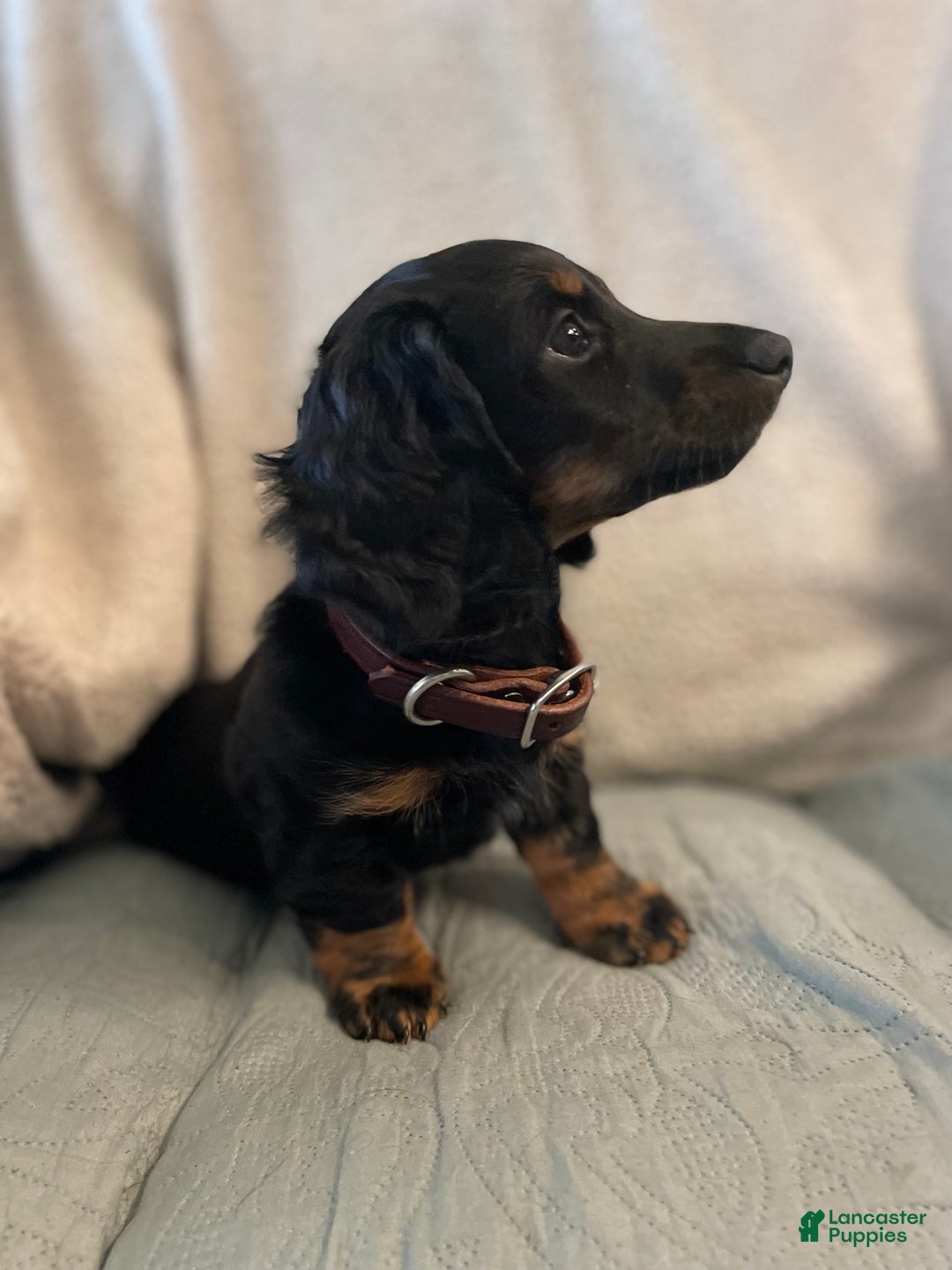 Miniature Dachshund dogs for sale: Millie - Ad 1