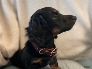 Miniature Dachshund dogs Millie - Ad 30