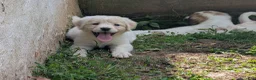 Mixed Breed dogs for sale: Silfy  - Ad 2