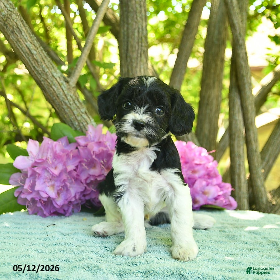 Cavapoo dogs for sale: Mac  - Ad 2