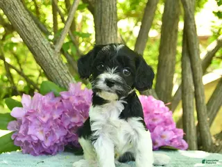 Cavapoo dogs for sale: Mac - Ad 2