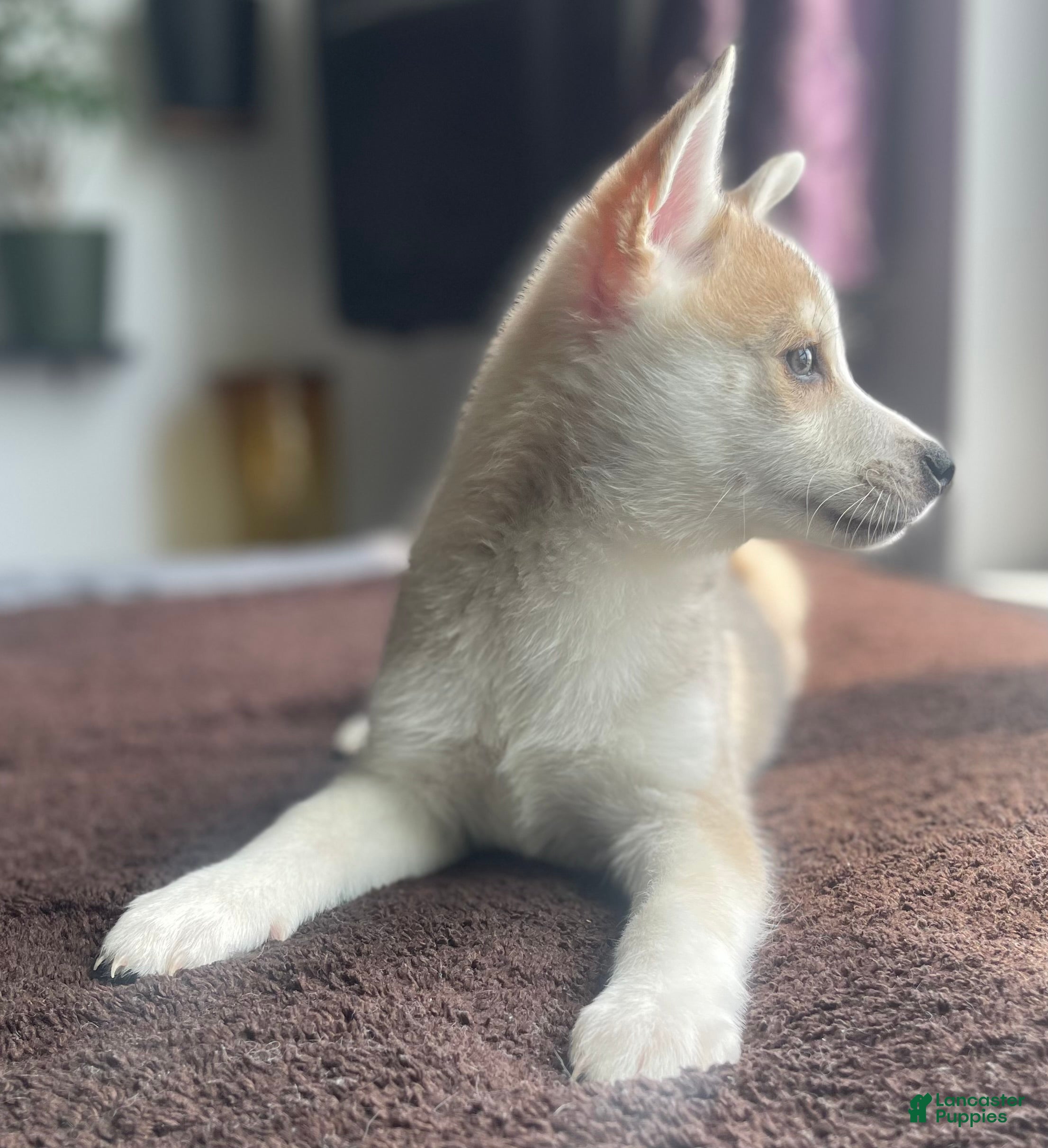 Alaskan Klee Kai dogs Vermithor (The Bronze Fury) - Ad 8