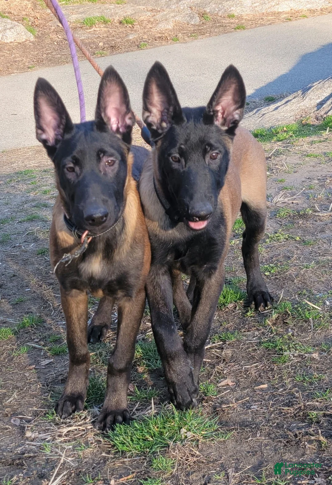 Gallery Image {{count}}