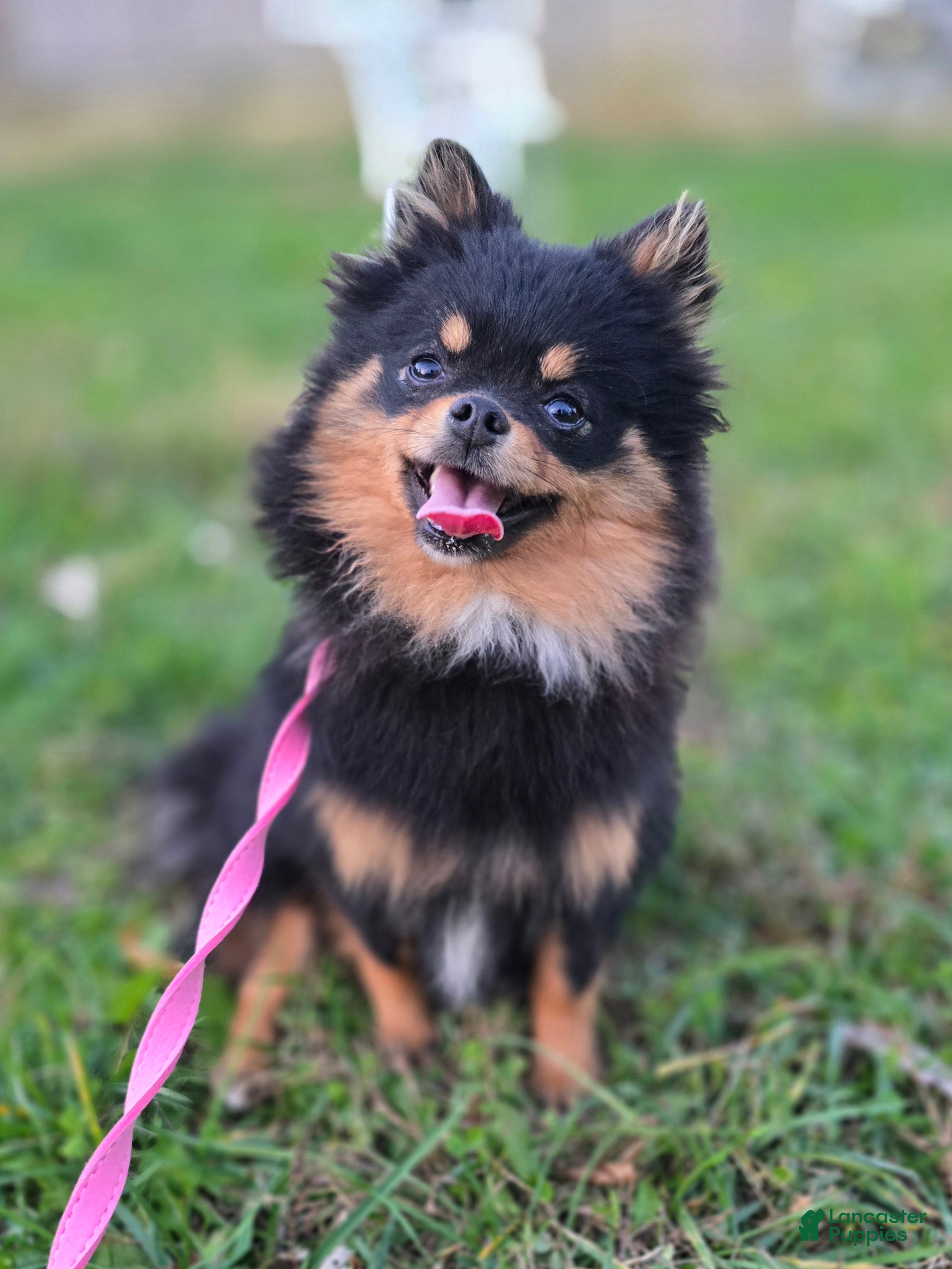 Pomeranian dogs Kora - Ad 3