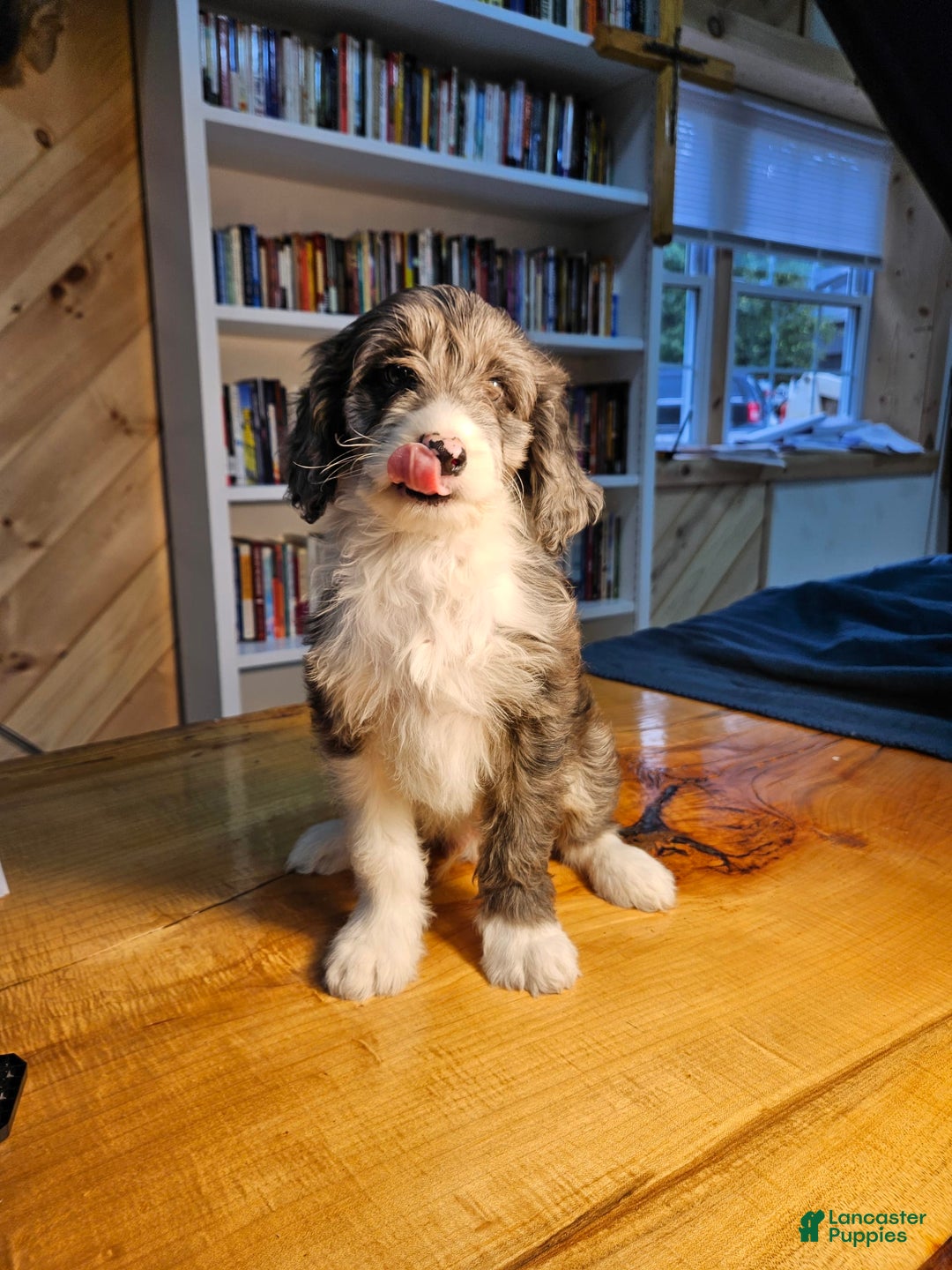 Mixed Breed dogs for sale: Harry - Ad 5