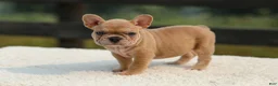 French Bulldog dogs for sale: Ivanka - Ad 6