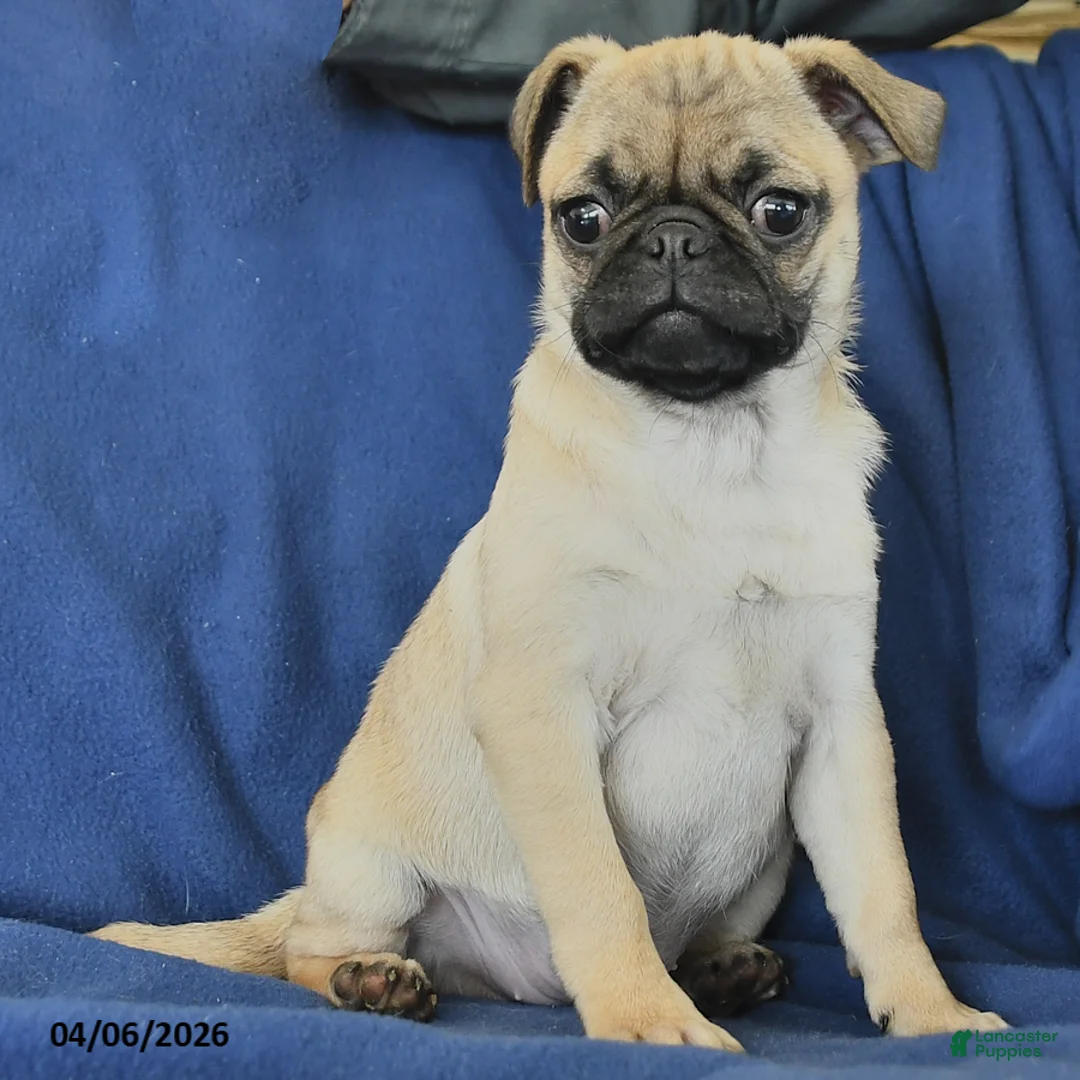 Pug dogs for sale: Janet - Ad 3