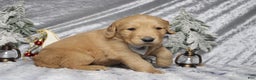 Golden Retriever dogs for sale: Frosty  - Ad 6