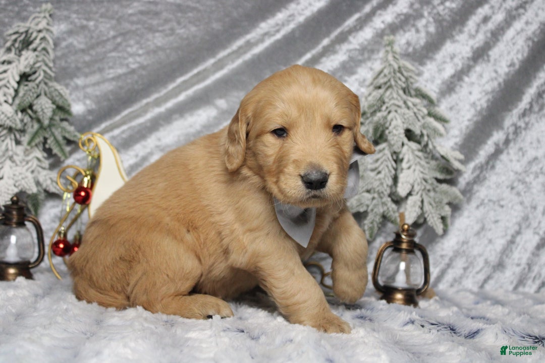 Golden Retriever dogs for sale: Frosty  - Ad 6