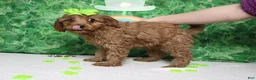 Cavapoo dogs for sale: Cherry - Ad 4
