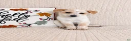 Australian Cattle Dog dogs for sale: Hattie - Ad 2