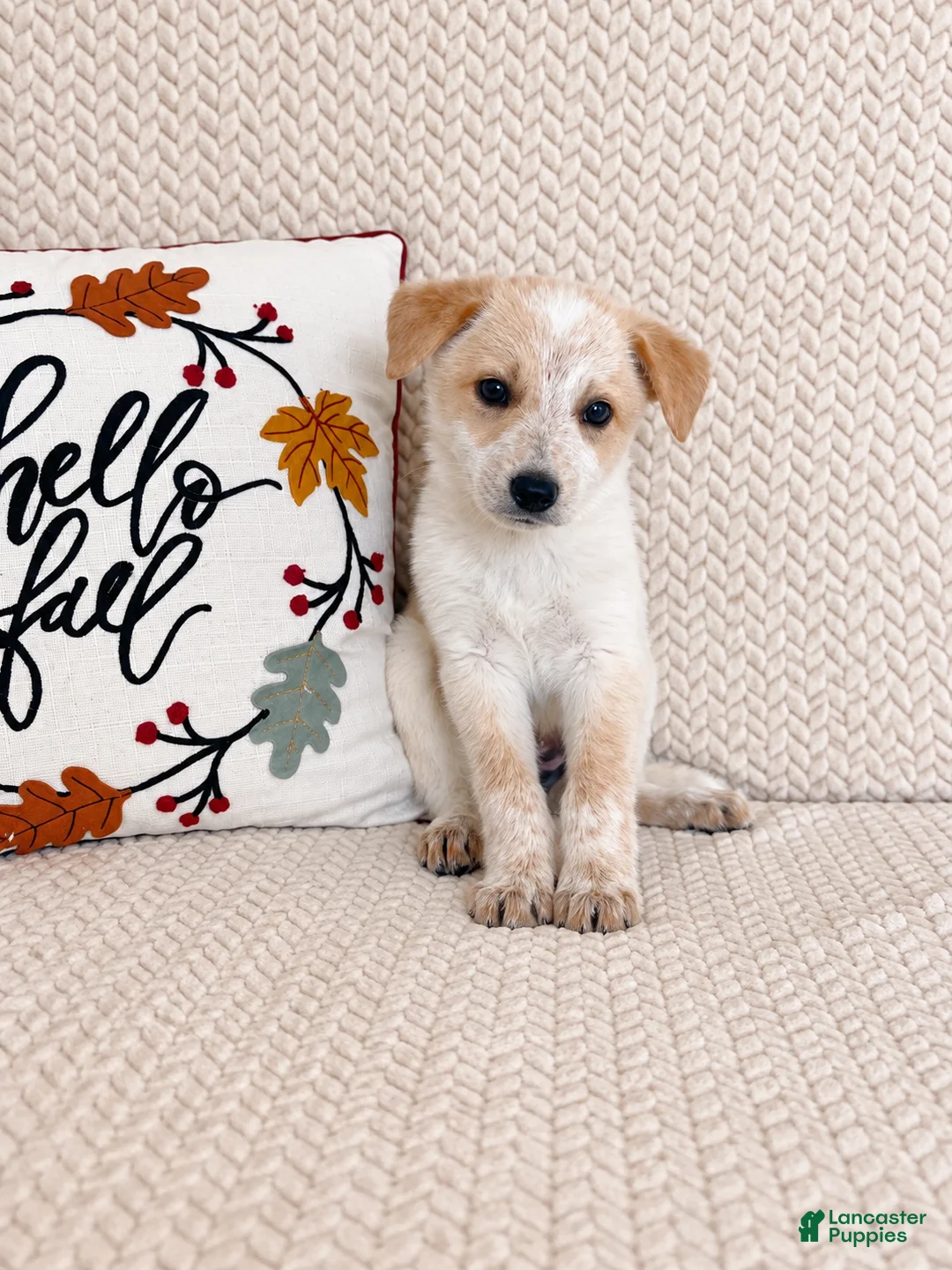 Australian Cattle Dog dogs for sale: Hattie - Ad 2