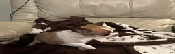 Chihuahua dogs for sale: Dolly - Ad 2