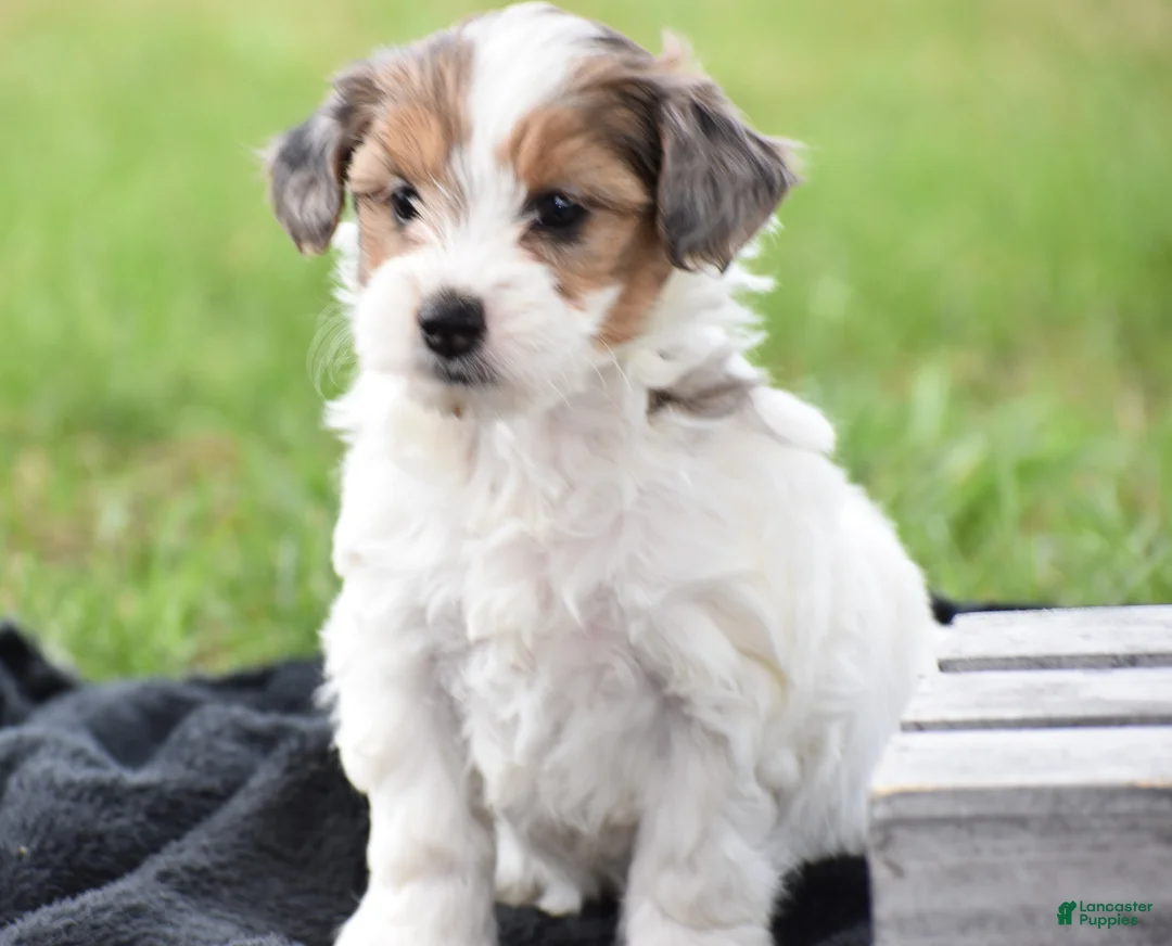Yorkiepoo dogs for sale: Violet - Ad 2