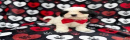 Shih Tzu dogs for sale: Sebastian  - Ad 7