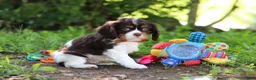 Cavalier King Charles Spaniel dogs for sale: Dexter - Ad 5
