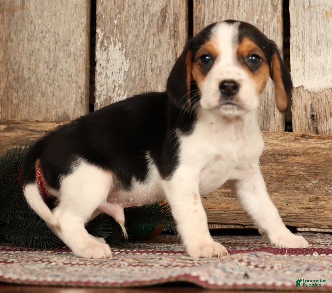 Beagle dogs for sale: Dancer - Ad 2