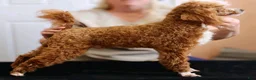 Mini Goldendoodle dogs for sale: Rachel - Ad 7