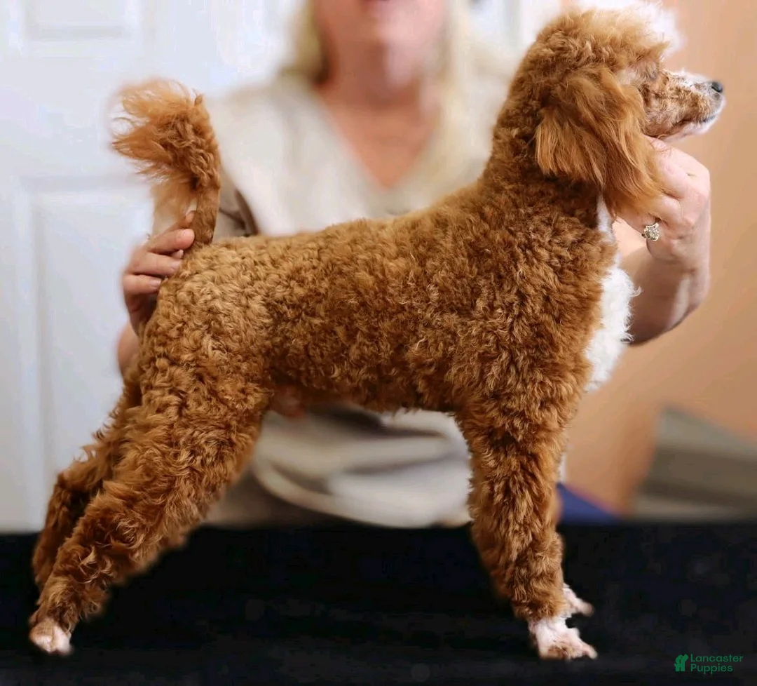 Mini Goldendoodle dogs for sale: Rachel - Ad 7