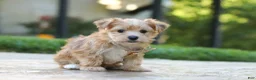 Morkie dogs for sale: Chase - Ad 2