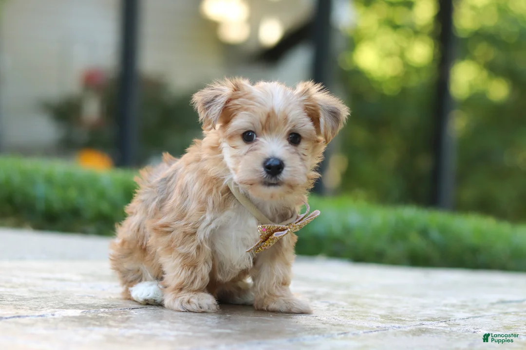 Morkie dogs for sale: Chase - Ad 2