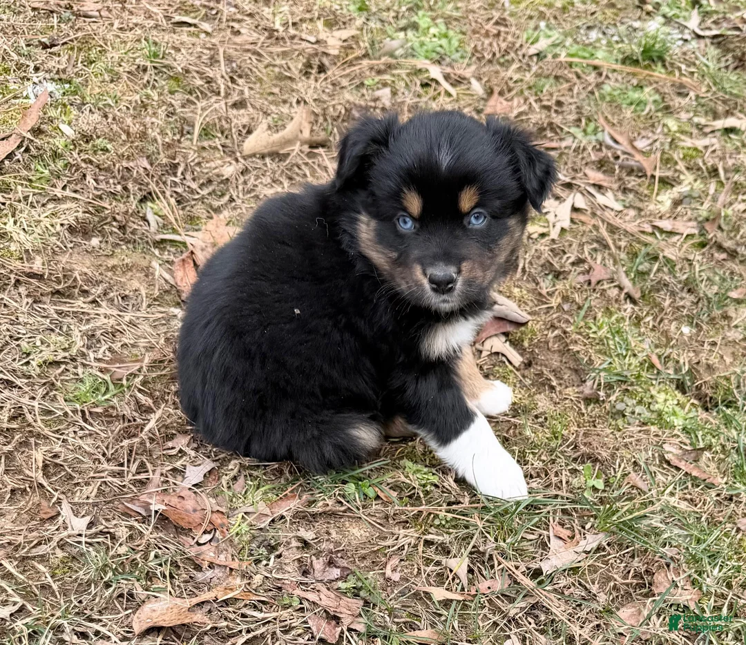 Australian Shepherd dogs for sale: Sugar - Ad 1