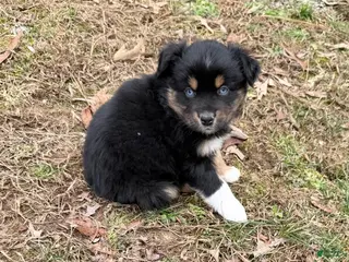 Australian Shepherd dogs for sale: Sugar - Ad 2