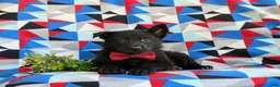 German Shepherd dogs for sale: Maxfield - Ad 8