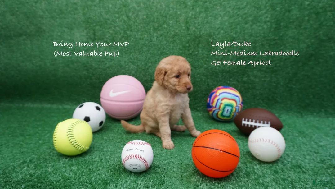 Miniature Labradoodle dogs for sale: LD G5 - Ad 1