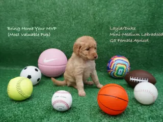 Miniature Labradoodle dogs LD G5 - Ad 26