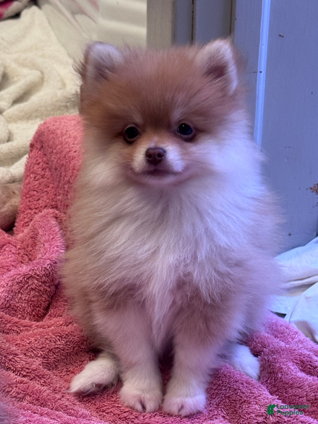 Pomeranian dogs for sale: Orange  - Ad 2