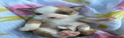 Chihuahua dogs for sale: Peanut - Ad 4
