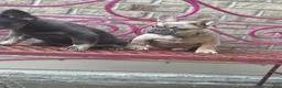 French Bulldog dogs for sale: French Bulldog 1 - Ad 2