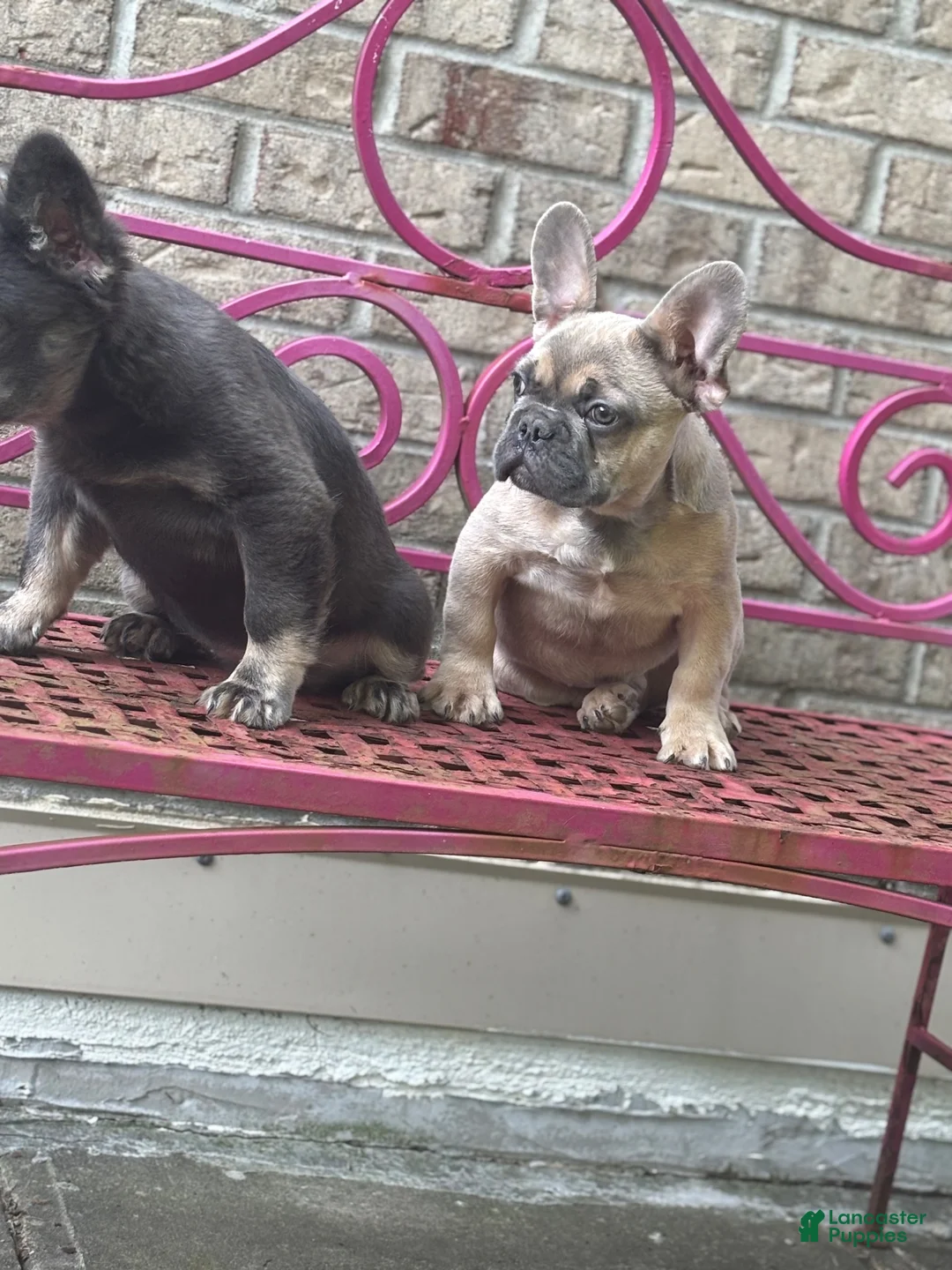 French Bulldog dogs for sale: French Bulldog 1 - Ad 2