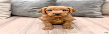 Cooper