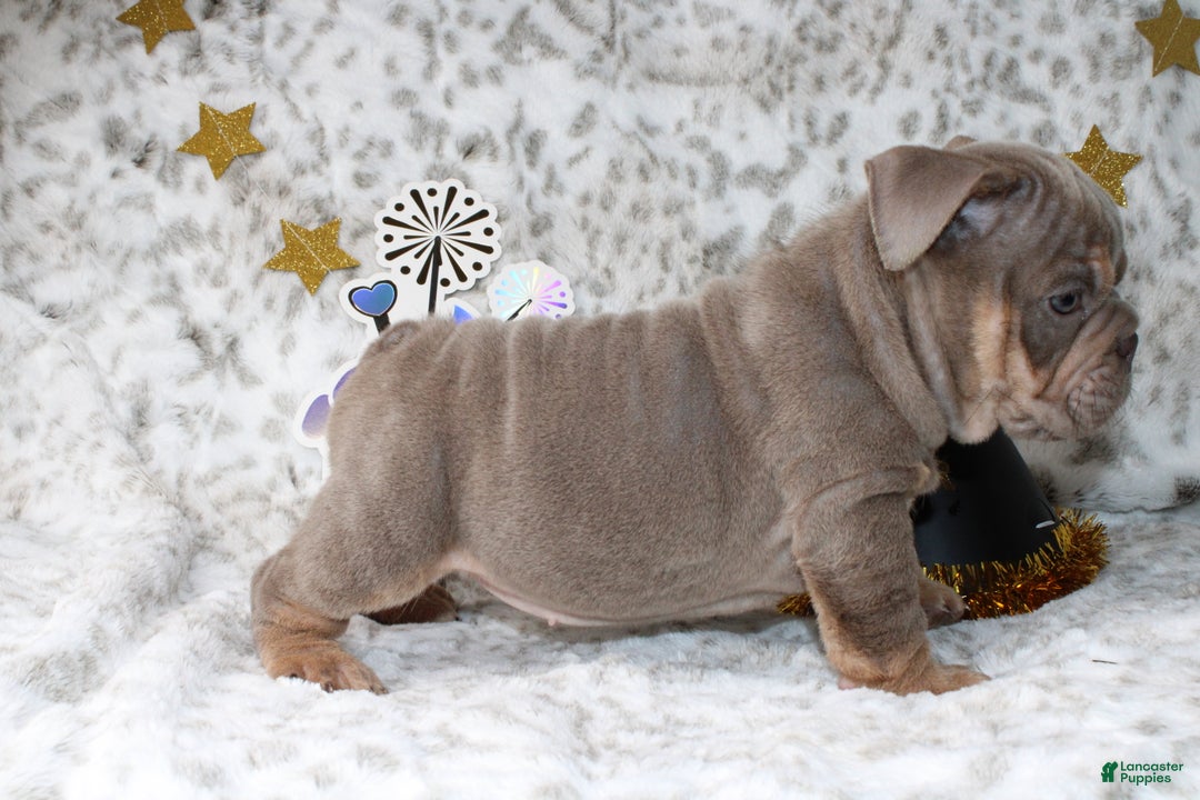 English Bulldog dogs for sale: Sandy  - Ad 3