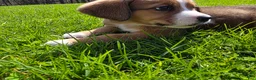 Mixed Breed dogs for sale: Mixed Breed Puppy 5 - Ad 3