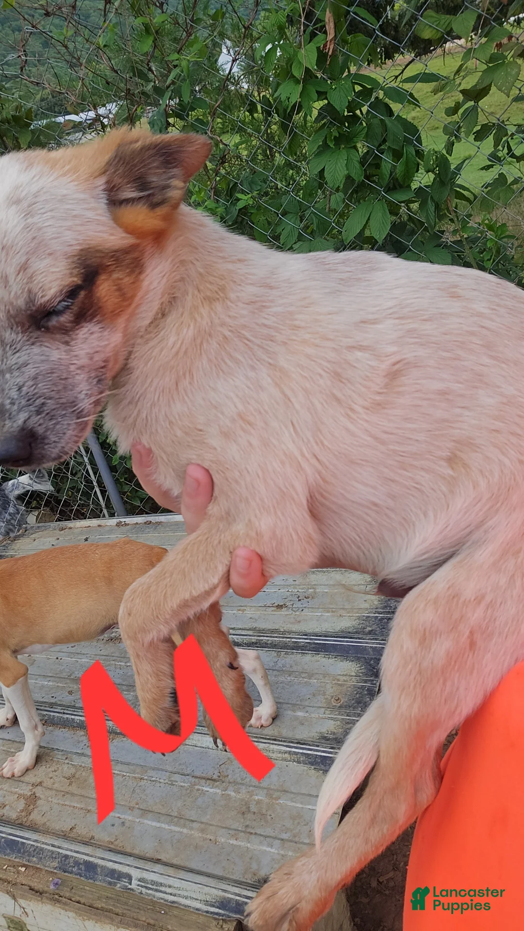 Australian Cattle Dog dogs for sale: Finn - Ad 2