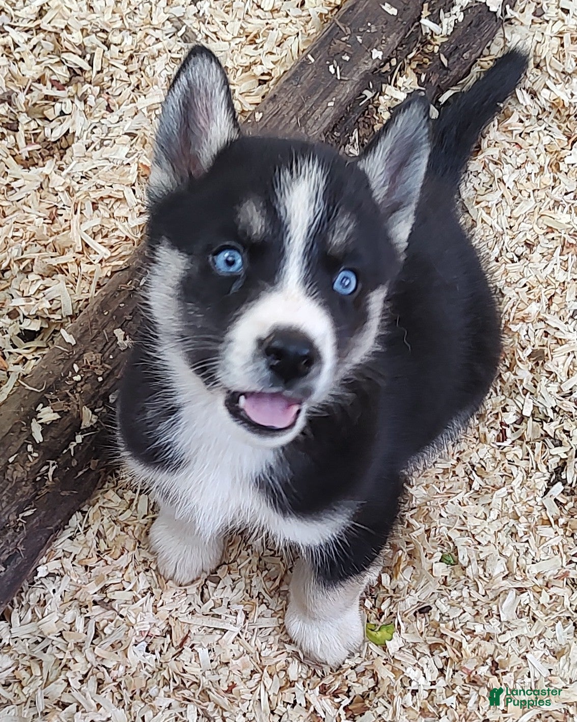 Siberian Husky dogs Sonya's male 4 - Ad 27