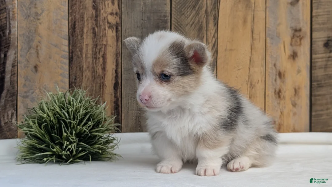 Welsh Corgi Pembroke dogs for sale: Falcon - Ad 7