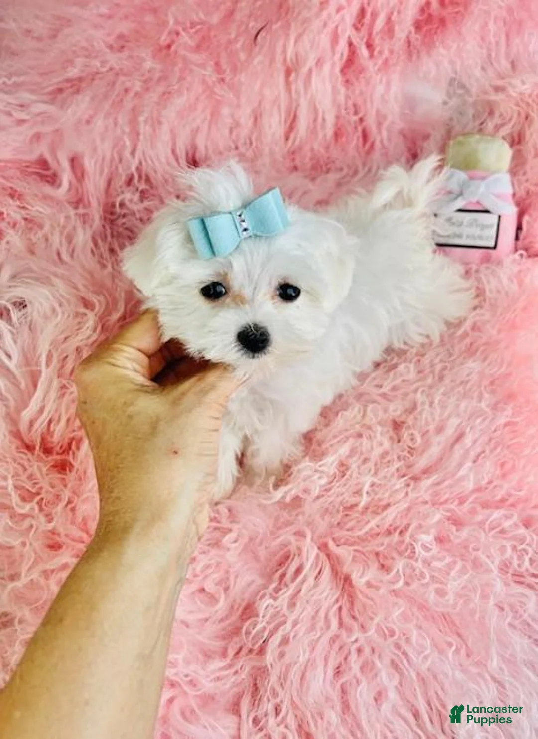 Maltese dogs for sale: Maltese Puppy 1 - Ad 4