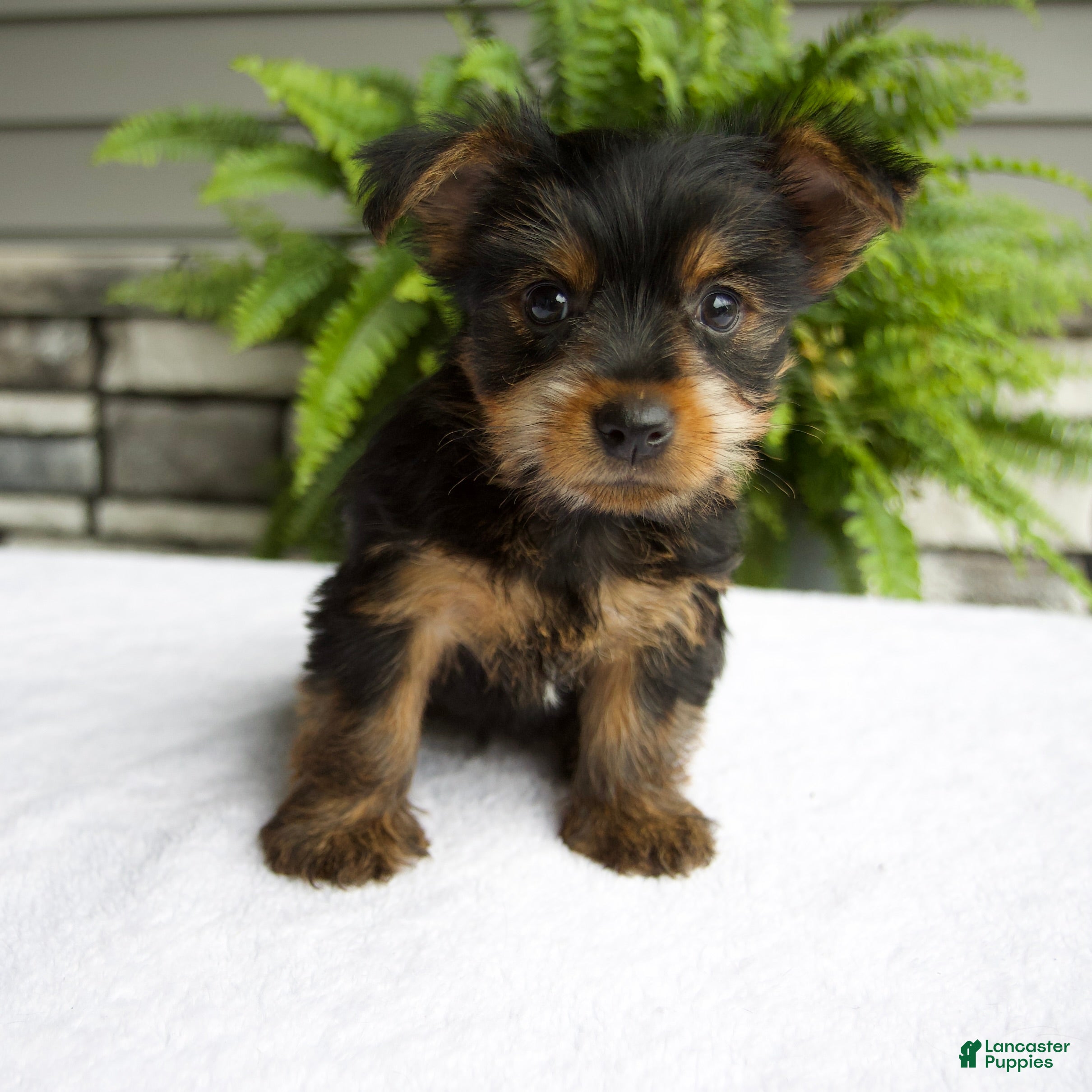 Yorkshire Terrier dogs Barbie - Ad 1