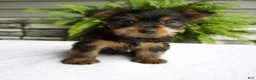 Yorkshire Terrier dogs for sale: Barbie - Ad 1